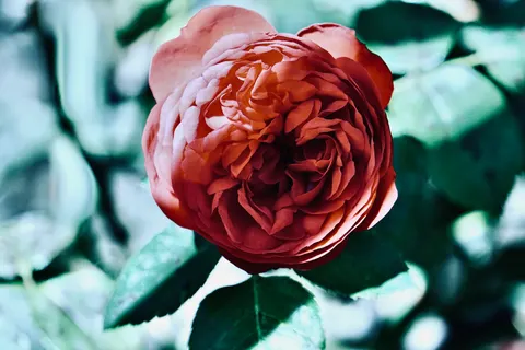 Fond d'écran Rose 4K · flowers · 3840×2560