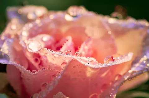 Rose 4K Wallpaper · flowers · 3840×2519