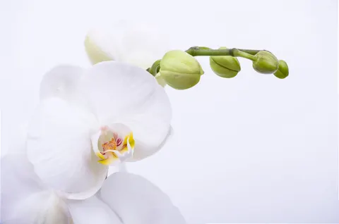 兰花 4K壁纸 · flowers · 3840×2543