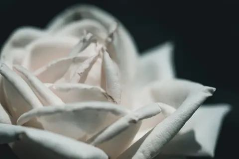 Fondo de pantalla Rosa 4K · flowers · 3840×2563