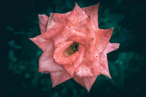 Fond d'écran Rose 4K · flowers · 3840×2560