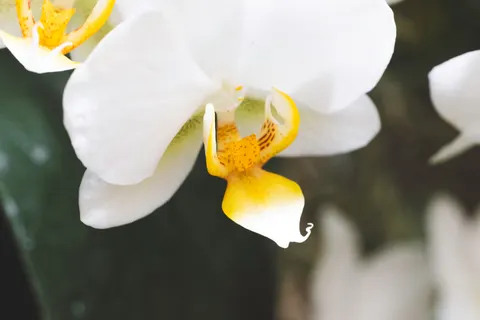 Tapeta Orchidea 4K · flowers · 3840×2560