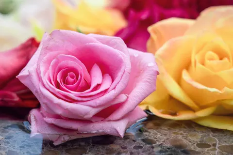 Rose 4K Wallpaper · flowers · 3840×2561
