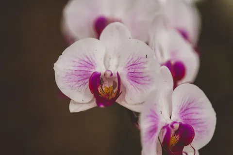 Orchidee 4K-achtergrond · flowers · 3840×2560