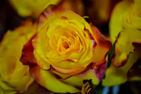 Rose 4K Hintergrundbild · flowers · 3840×2563