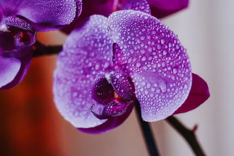 Sfondo Orchidea 4K · flowers · 3840×2560