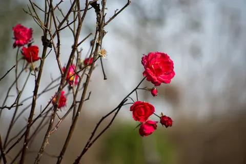 玫瑰 4K壁纸 · flowers · 3840×2563