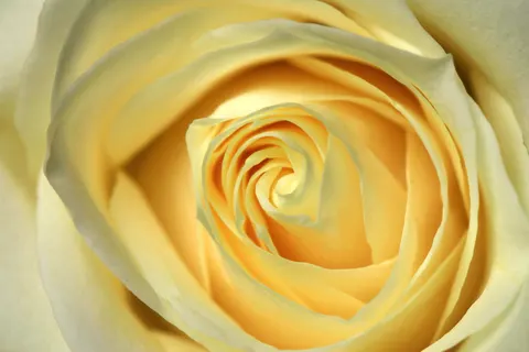 玫瑰 4K壁纸 · flowers · 3840×2560