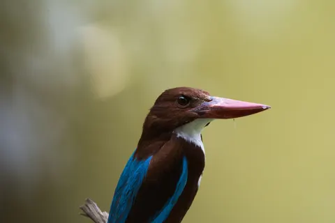 翠鳥 4K桌布 · birds · 3840×2560