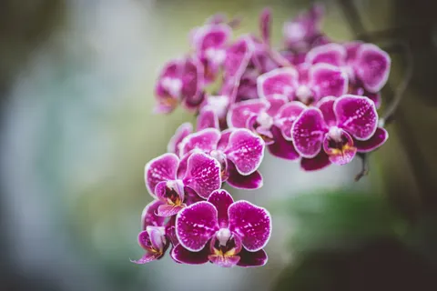Tapeta Orchidea 4K · flowers · 3840×2560