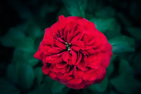 Fond d'écran Rose 4K · flowers · 3840×2560