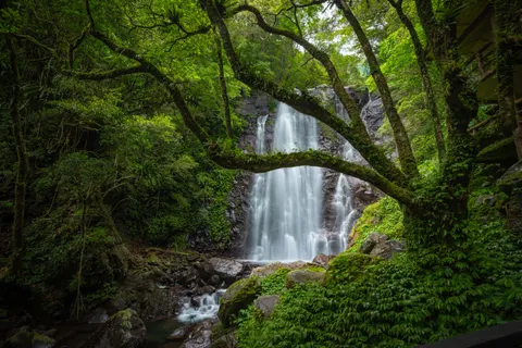 열대우림 폭포 4K 배경화면 · nature · 3840×2560