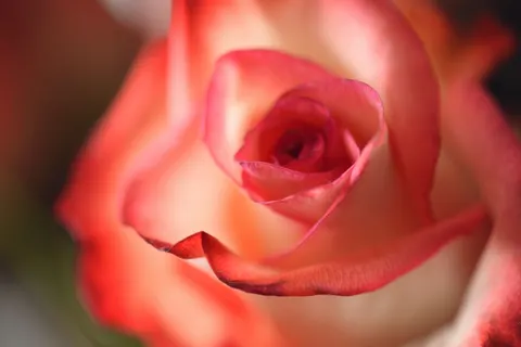 Rose 4K Hintergrundbild · flowers · 3840×2563
