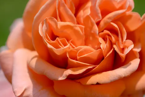 玫瑰 4K壁纸 · flowers · 3840×2563