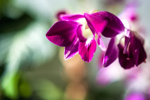 Tapeta Orchidea 4K · flowers · 3840×2560