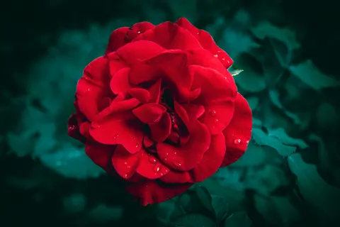 Rose 4K Wallpaper · flowers · 3840×2560