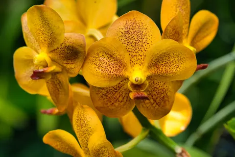 Sfondo Orchidea 4K · flowers · 3840×2560