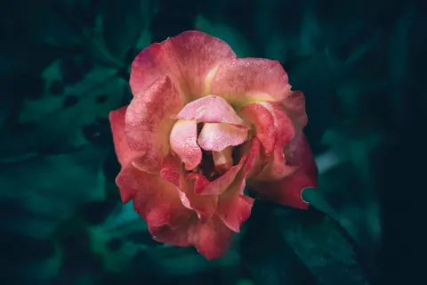 Papel de parede Rosa 4K · flowers · 3840×2560