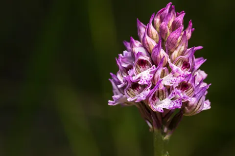 Wallpaper Anggrek 4K · flowers · 3840×2560