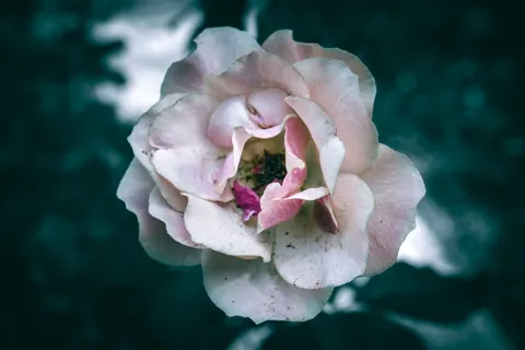 Rose 4K Hintergrundbild · flowers · 3840×2560