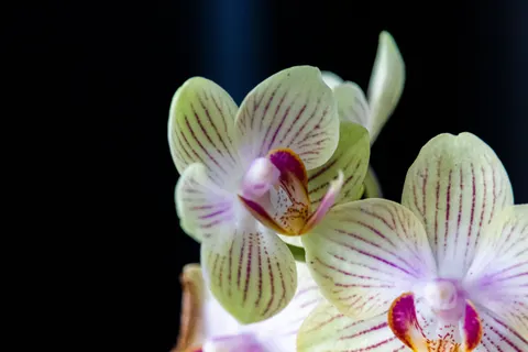 Tapeta Orchidea 4K · flowers · 3840×2560