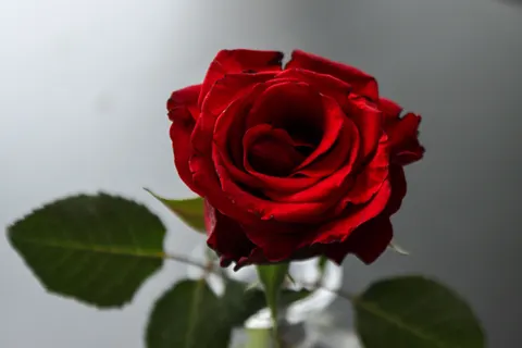 Rose 4K Hintergrundbild · flowers · 3840×2560