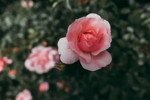Rose 4K Wallpaper · flowers · 3840×2560
