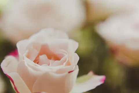 장미 4K 배경화면 · flowers · 3840×2560