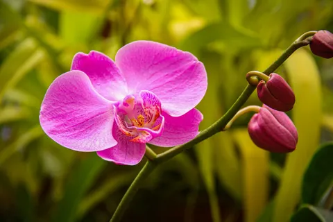 蘭花 4K桌布 · flowers · 3840×2560