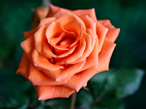 Обои Роза 4K · flowers · 3840×2880