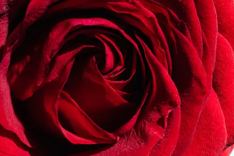 Rose 4K Hintergrundbild · flowers · 3840×2560