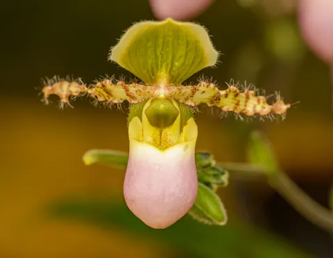 ऑर्किड 4K वॉलपेपर · flowers · 3840×2970