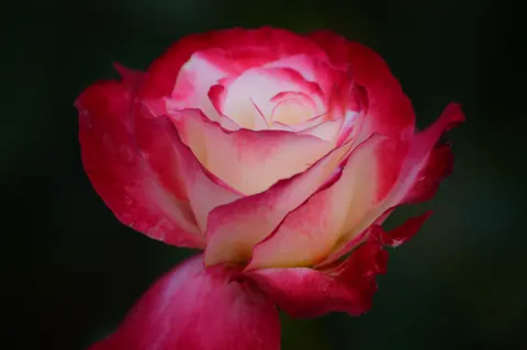 خلفية وردة بدقة 4K · flowers · 3840×2553
