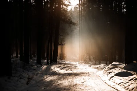 Forest Sunbeams 4K Wallpaper · nature · 3840×2560