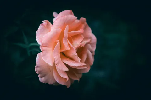 Rose 4K Hintergrundbild · flowers · 3840×2560