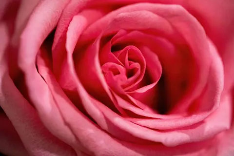 Rose 4K Wallpaper · flowers · 3840×2560