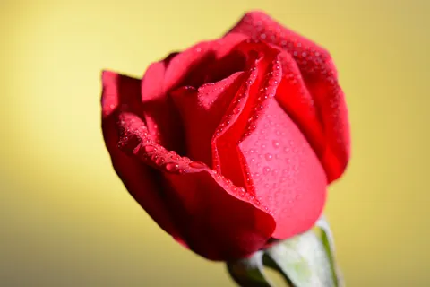 Rose 4K Wallpaper · flowers · 3840×2560