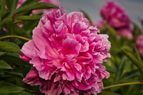 Peony 4K Wallpaper · flowers · 3840×2560