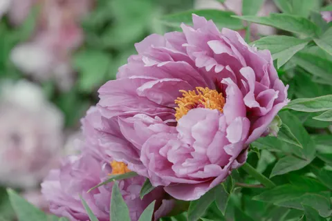 Wallpaper Bunga Peoni 4K · flowers · 3840×2560