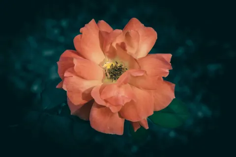 Rose 4K Hintergrundbild · flowers · 3840×2560