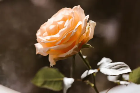 Fond d'écran Rose 4K · flowers · 3840×2560
