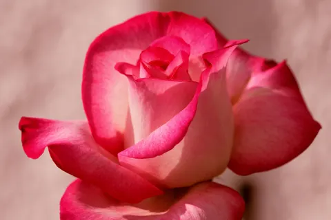 Rose 4K Hintergrundbild · flowers · 3840×2561