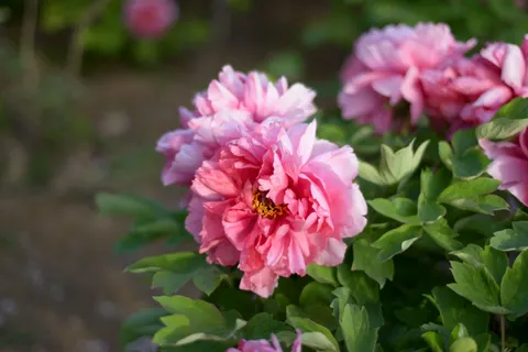 Wallpaper Bunga Peoni 4K · flowers · 3840×2563