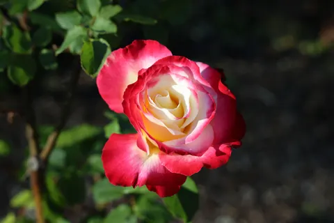Rose 4K Hintergrundbild · flowers · 3840×2560