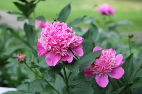 पियोनी 4K वॉलपेपर · flowers · 3840×2560