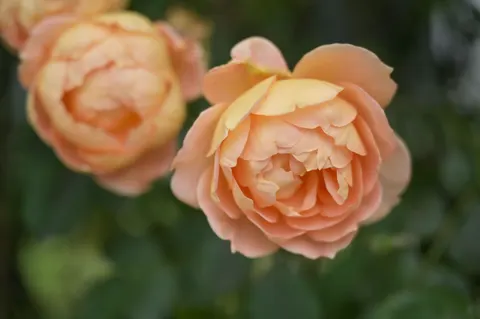 Rose 4K Wallpaper · flowers · 3840×2555