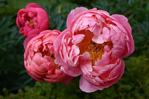 पियोनी 4K वॉलपेपर · flowers · 3840×2560