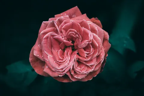 Rose 4K Hintergrundbild · flowers · 3840×2560