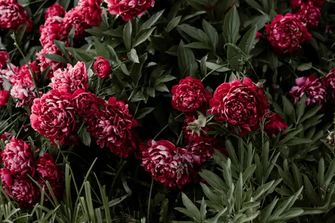 पियोनी 4K वॉलपेपर · flowers · 3840×2560