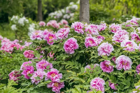पियोनी 4K वॉलपेपर · flowers · 3840×2560